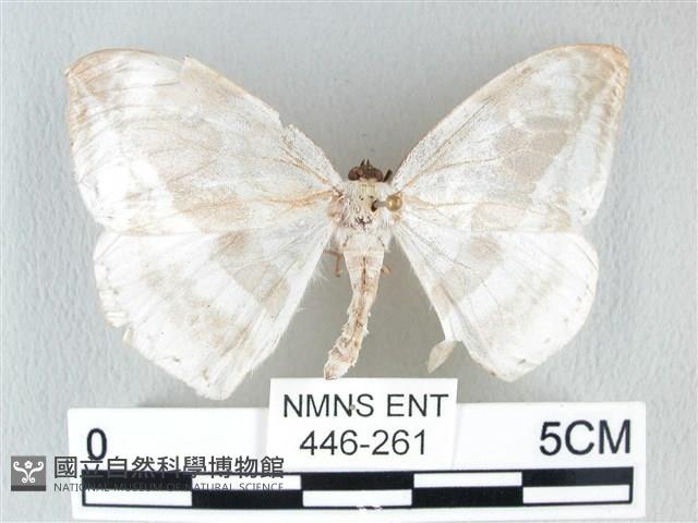 圓翅大鉤蛾藏品圖，第1張