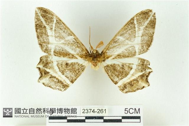 樹形尺蛾藏品圖，第1張