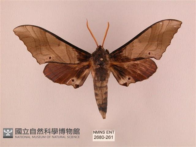 栗六點天蛾藏品圖，第1張