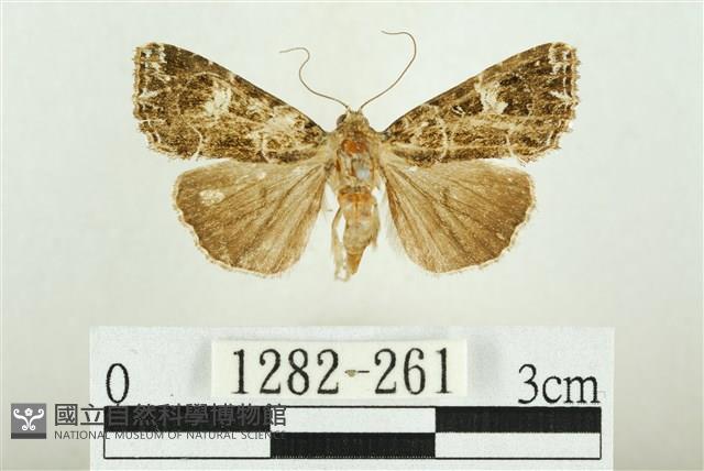 白斑散紋夜蛾藏品圖，第1張