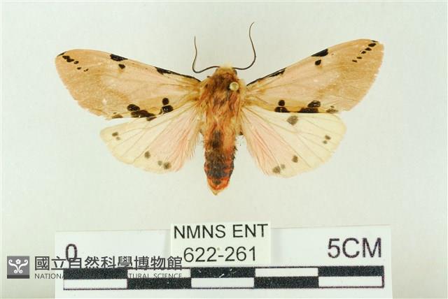 棍棒污燈蛾藏品圖，第1張