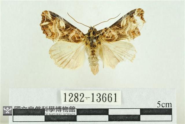 紅暈散紋夜蛾藏品圖，第1張