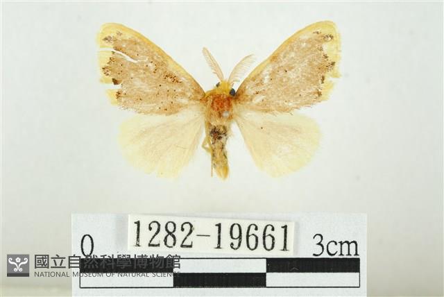 黑翅黃毒蛾藏品圖，第1張