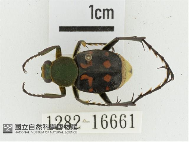 黃肩長腳花金龜藏品圖，第1張