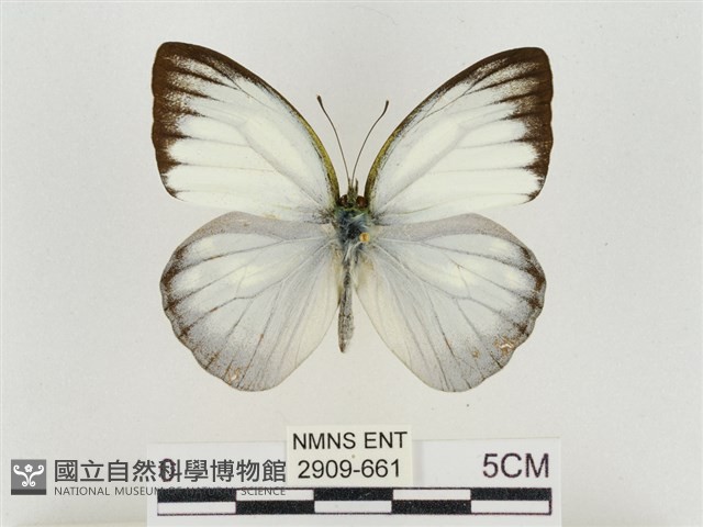 淡褐脈粉蝶藏品圖，第1張
