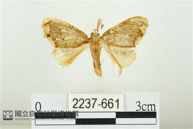 黑翅黃毒蛾藏品圖，第1張