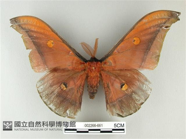 紅目天蠶蛾藏品圖，第1張