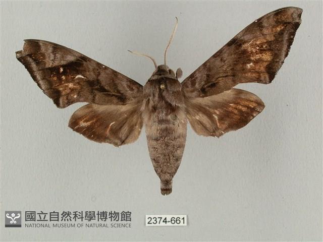 全緣缺角天蛾藏品圖，第1張