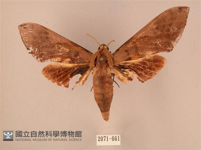 波紋豆天蛾藏品圖，第1張