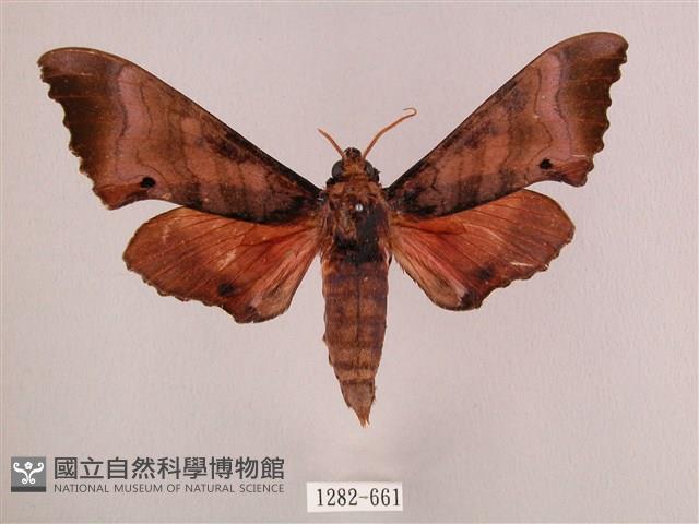 桃紅六點天蛾藏品圖，第1張