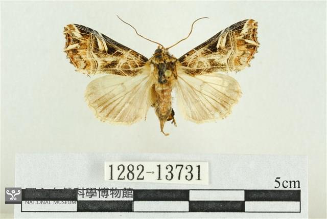 紅暈散紋夜蛾藏品圖，第1張