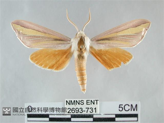 雙黃條天蛾藏品圖，第1張