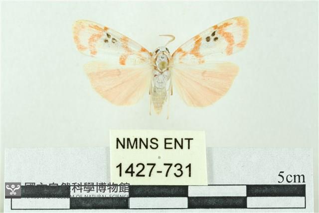 臺雪苔蛾藏品圖，第1張