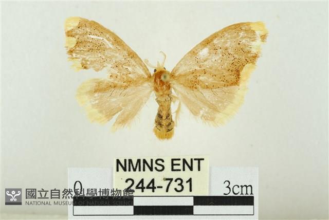 黑翅黃毒蛾藏品圖，第1張