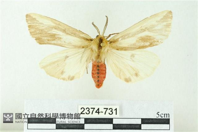 赭新污燈蛾藏品圖，第1張