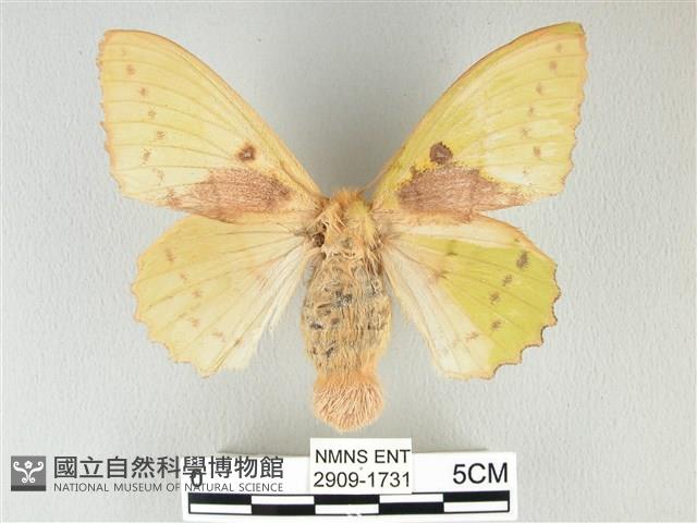 青枯葉蛾藏品圖，第1張