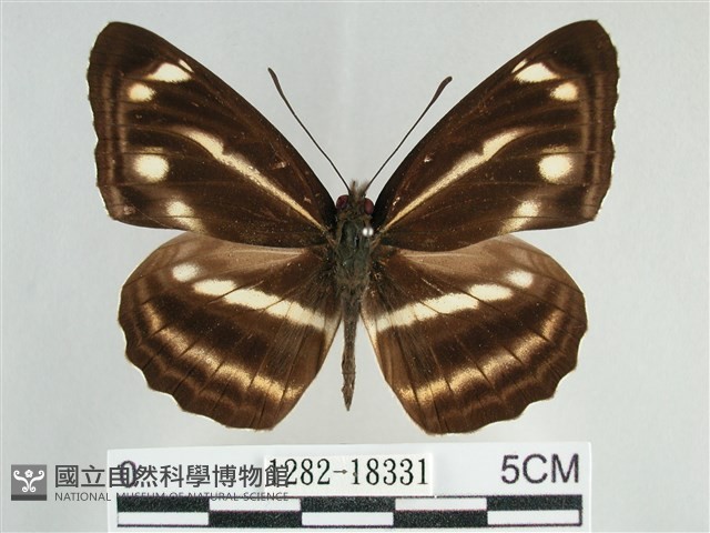 臺灣環蛺蝶藏品圖，第1張