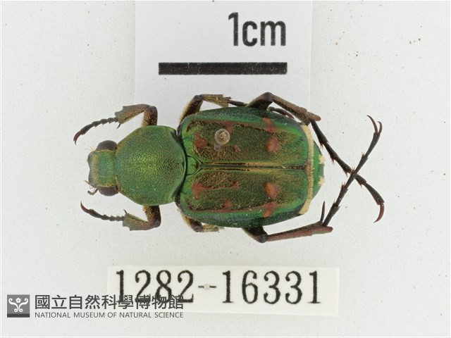 綠艷長腳花金龜藏品圖，第1張