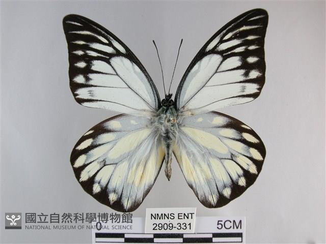 鋸粉蝶藏品圖，第1張