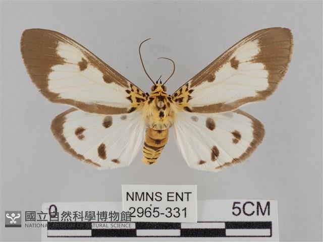 長斑擬燈蛾藏品圖，第1張