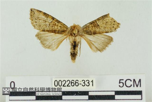 帶波紋蛾藏品圖，第1張