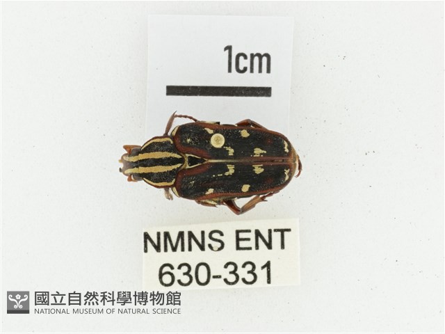巴蘭陷紋金龜藏品圖，第1張
