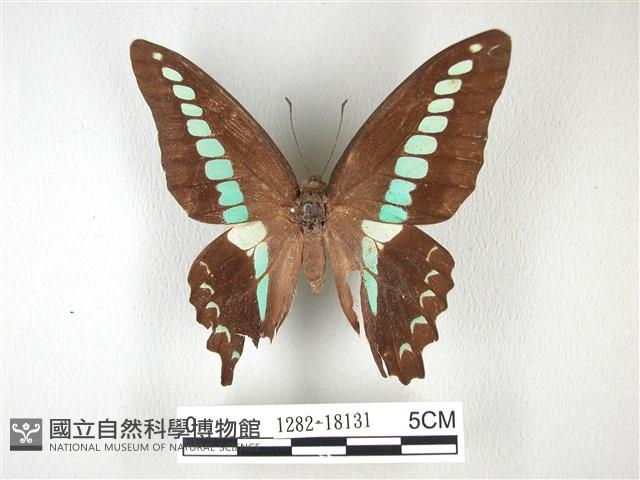青帶鳳蝶藏品圖，第1張