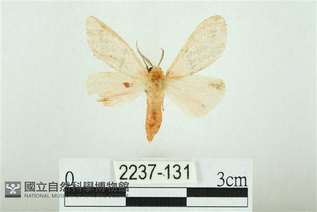 三條橙燈蛾藏品圖，第1張