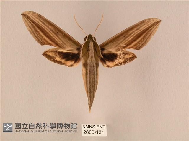 棕綠背線天蛾藏品圖，第1張