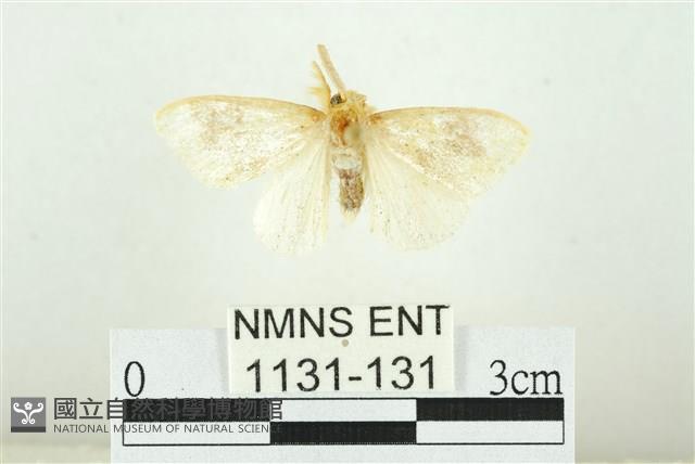 寬紋黃毒蛾藏品圖，第1張
