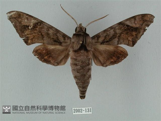 全緣缺角天蛾藏品圖，第1張