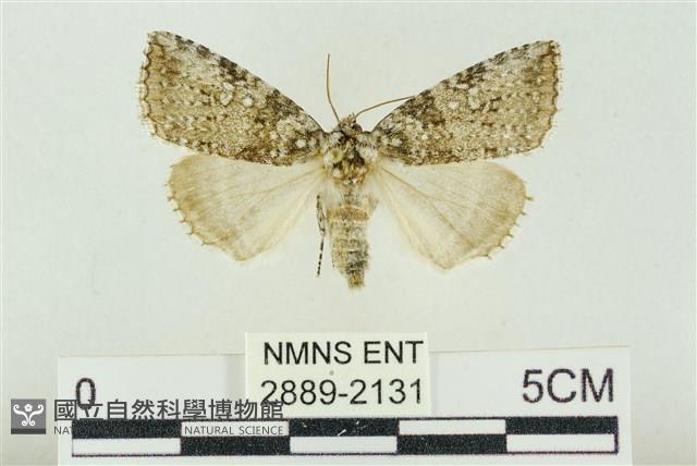 臺灣銀斑異波紋蛾藏品圖，第1張