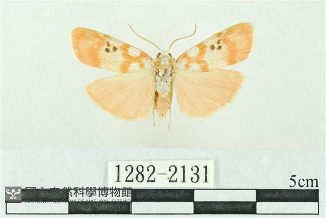 臺雪苔蛾藏品圖，第1張