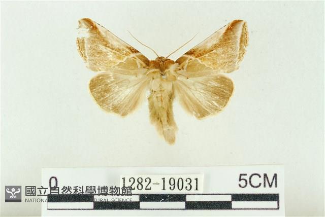 印華波紋蛾藏品圖，第1張