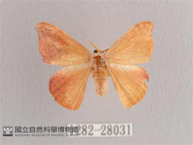 接骨木帶鉤蛾藏品圖，第1張
