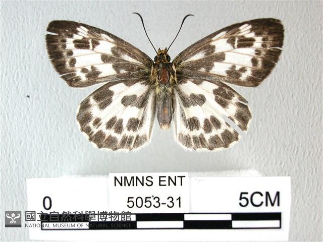 白弄蝶藏品圖，第1張