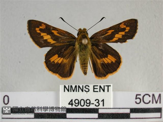 寬邊橙斑弄蝶藏品圖，第1張