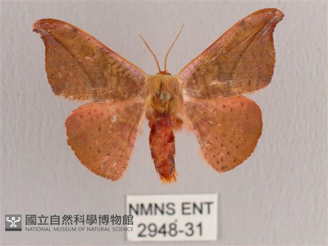 銀端帶鉤蛾藏品圖，第1張