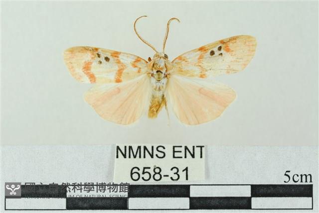 臺雪苔蛾藏品圖，第1張