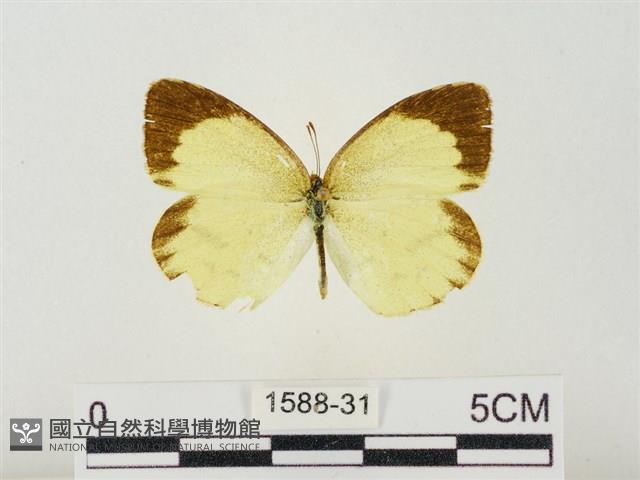 星黃蝶藏品圖，第1張