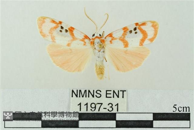 臺雪苔蛾藏品圖，第1張