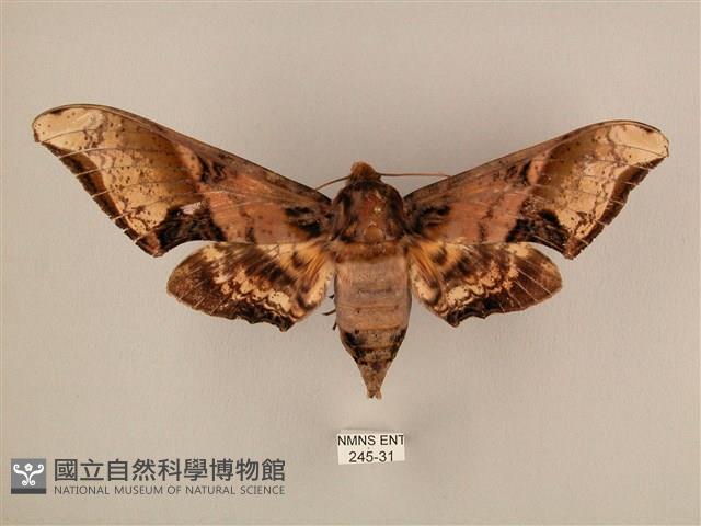 臀角斑天蛾藏品圖，第1張