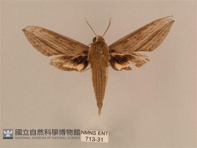 背線天蛾藏品圖，第1張