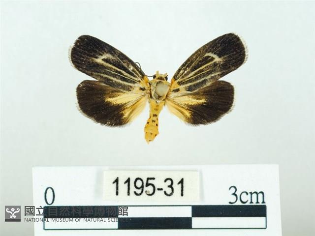 黃肩奇蛾藏品圖，第1張