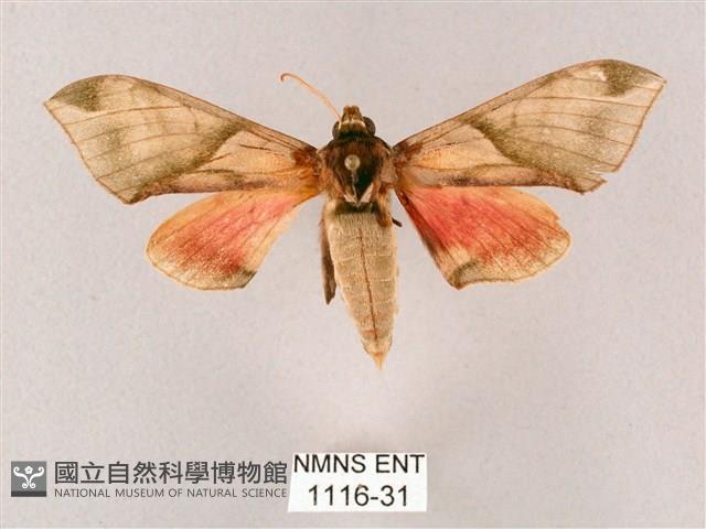 榆綠天蛾藏品圖，第1張