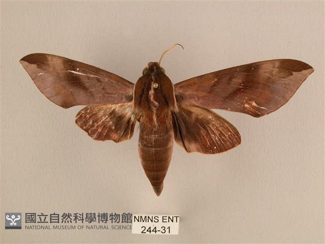 背中白天蛾藏品圖，第1張