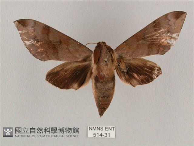 鋸線天蛾藏品圖，第1張