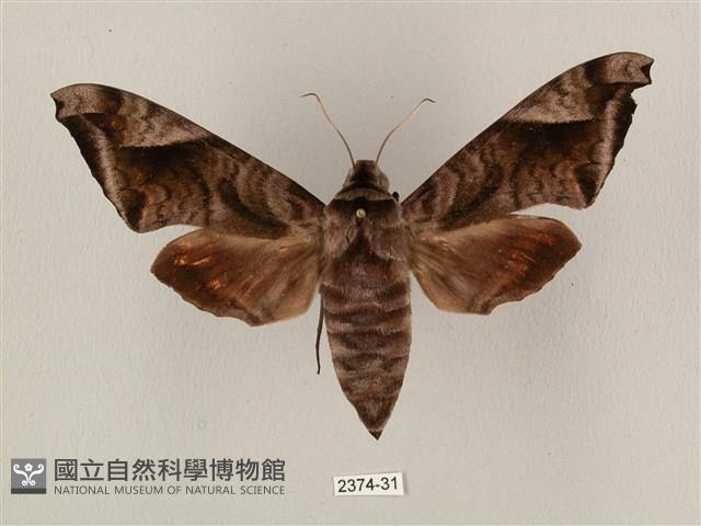 全緣缺角天蛾藏品圖，第1張