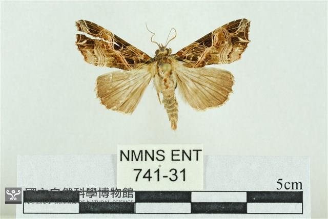 粉紅帶散紋夜蛾藏品圖，第1張