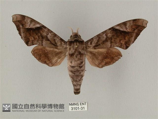 全緣缺角天蛾藏品圖，第1張